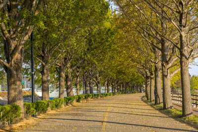 Road amidst trees in park