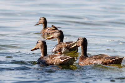 Ducks in a lake