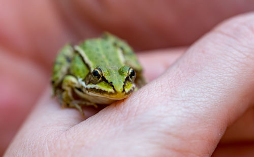 Close-up of hand holding leaf