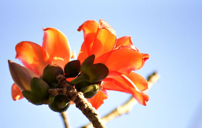 Low angle view of red flowering plant against clear sky