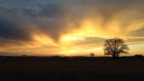 Silhouette trees on field against sky during sunset