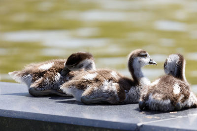 Close-up of a duck