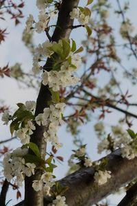 Low angle view of cherry blossom tree