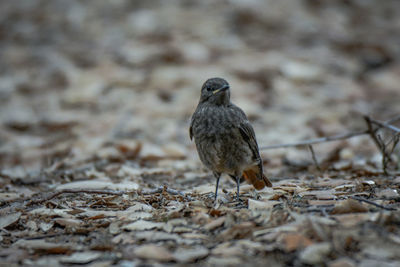 Close-up of bird perching on a field