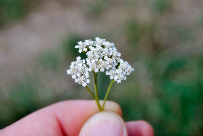 Close-up of hand holding small white flowers