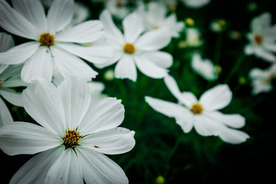 Close-up of white flowers blooming outdoors