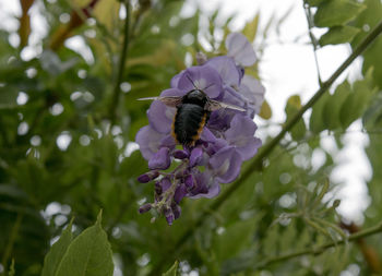 Close-up of insect on purple flower