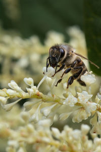 Close-up bee on a white flower