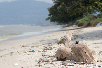 View of crab on beach