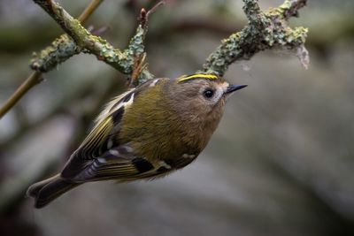 Close-up of bird perching on twig