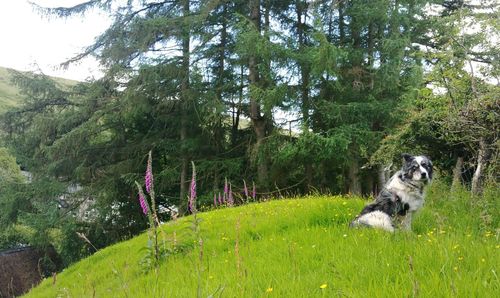 Dog on field by tree against sky