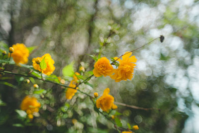 Yellow flowers blooming on tree