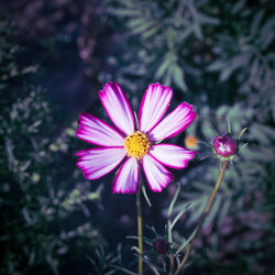 Close-up of pink cosmos flower