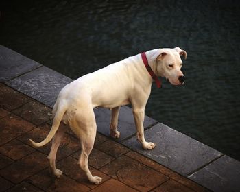 High angle view of dog standing on footpath