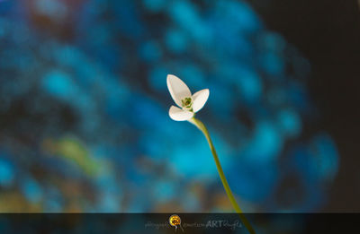 Close-up of flower blooming outdoors