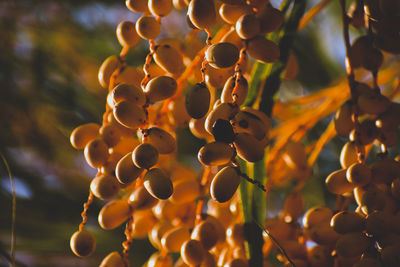 Date fruit in the sunlight
