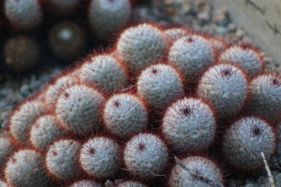 High angle view of succulent plant