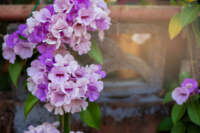 Close-up of pink flowering plant