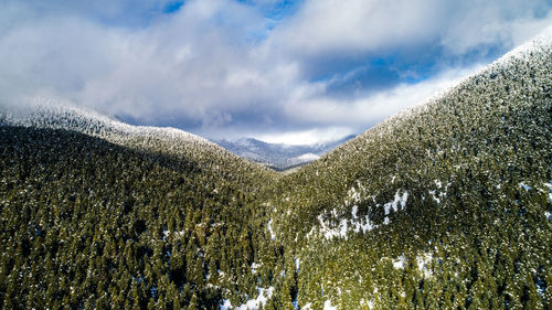 Low angle view of trees against sky
