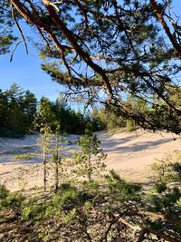 Scenic view of forest against sky