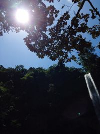 Low angle view of trees against clear sky