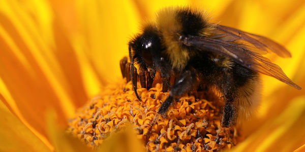 Close-up of bee pollinating on yellow flower