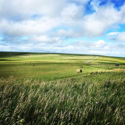 Sheep grazing on field against sky