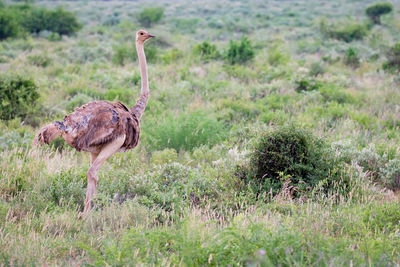 Bird standing in a field