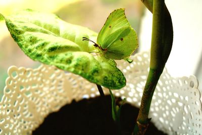 Close-up of water drops on leaves