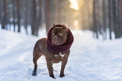 American bully breed puppy in winter forest standing in sunlight