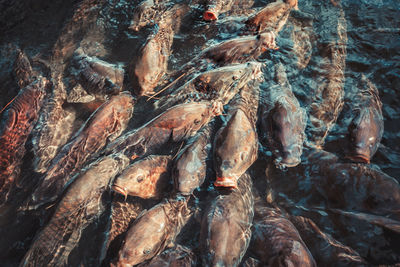 High angle view of fish swimming in sea