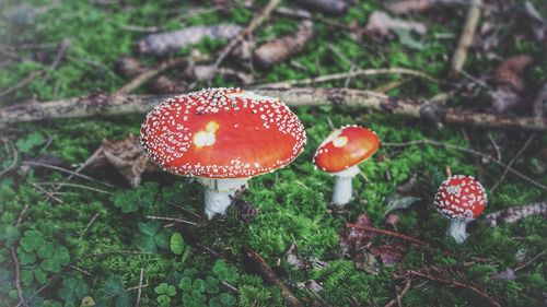 Close-up of fly agaric mushroom