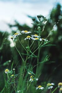 Close-up of yellow flowers blooming outdoors