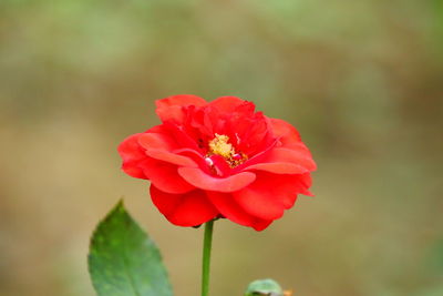 Close-up of red flower