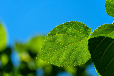 leaf