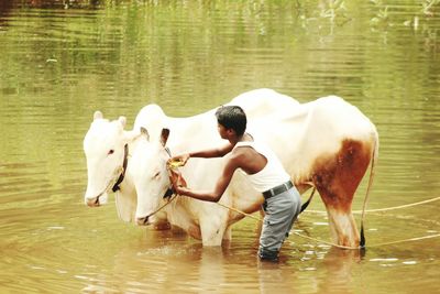 Side view of farmer cleaning cattle in lake