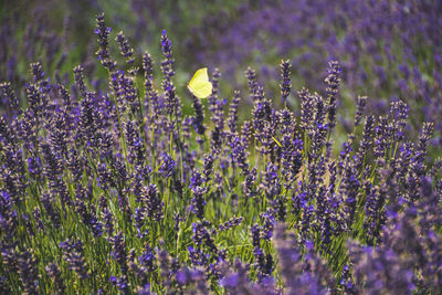 Beautiful violet flowers in a lavender field with butterflies