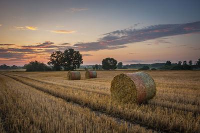 Circles of hay in the field after haymaking, evening sky