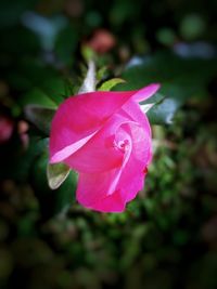 Close-up of pink flower blooming outdoors