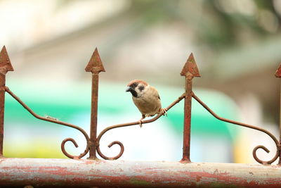 Close-up of bird perching outdoors