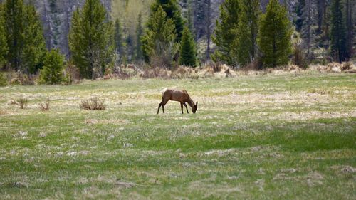 Horse grazing in forest