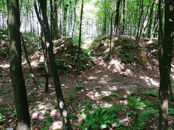 Trees growing in forest