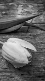 Close-up of flower on water