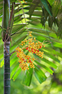 Close-up of insect on flowering plant