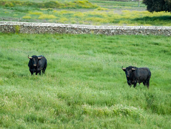 Sheep in a field