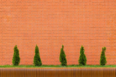 Row of five small conical thuja trees in front of red brick wall and parametric plywood bench