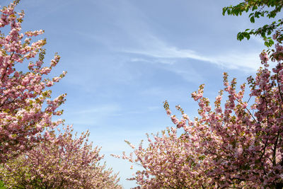 Low angle view of cherry blossoms against sky