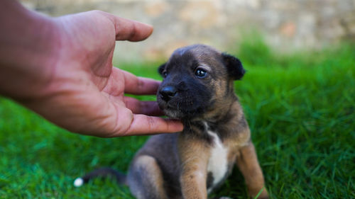 Close-up of a hand holding dog