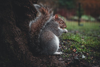 Side view of a squirrel