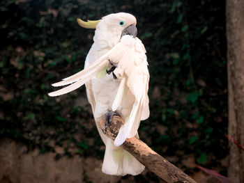 Close-up of parrot perching on branch